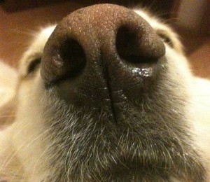 nikotin offer Gæstfrihed Die Sinne der Hunde: Teil 3 “Riechen” | doggish-hundetraining