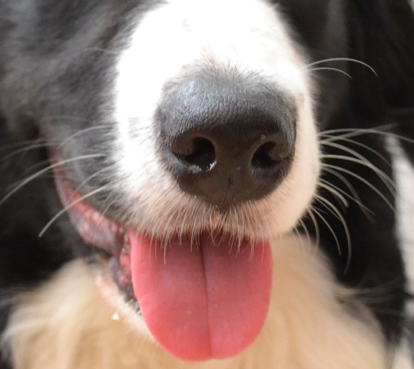 knap kulhydrat Koge Die Sinne der Hunde: Teil 4 “Schmecken” | doggish-hundetraining