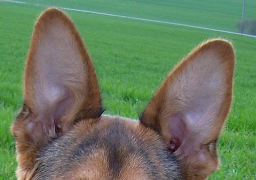 ilt Profit Eksamensbevis Die Sinne der Hunde: Teil 2 “Hören” | doggish-hundetraining