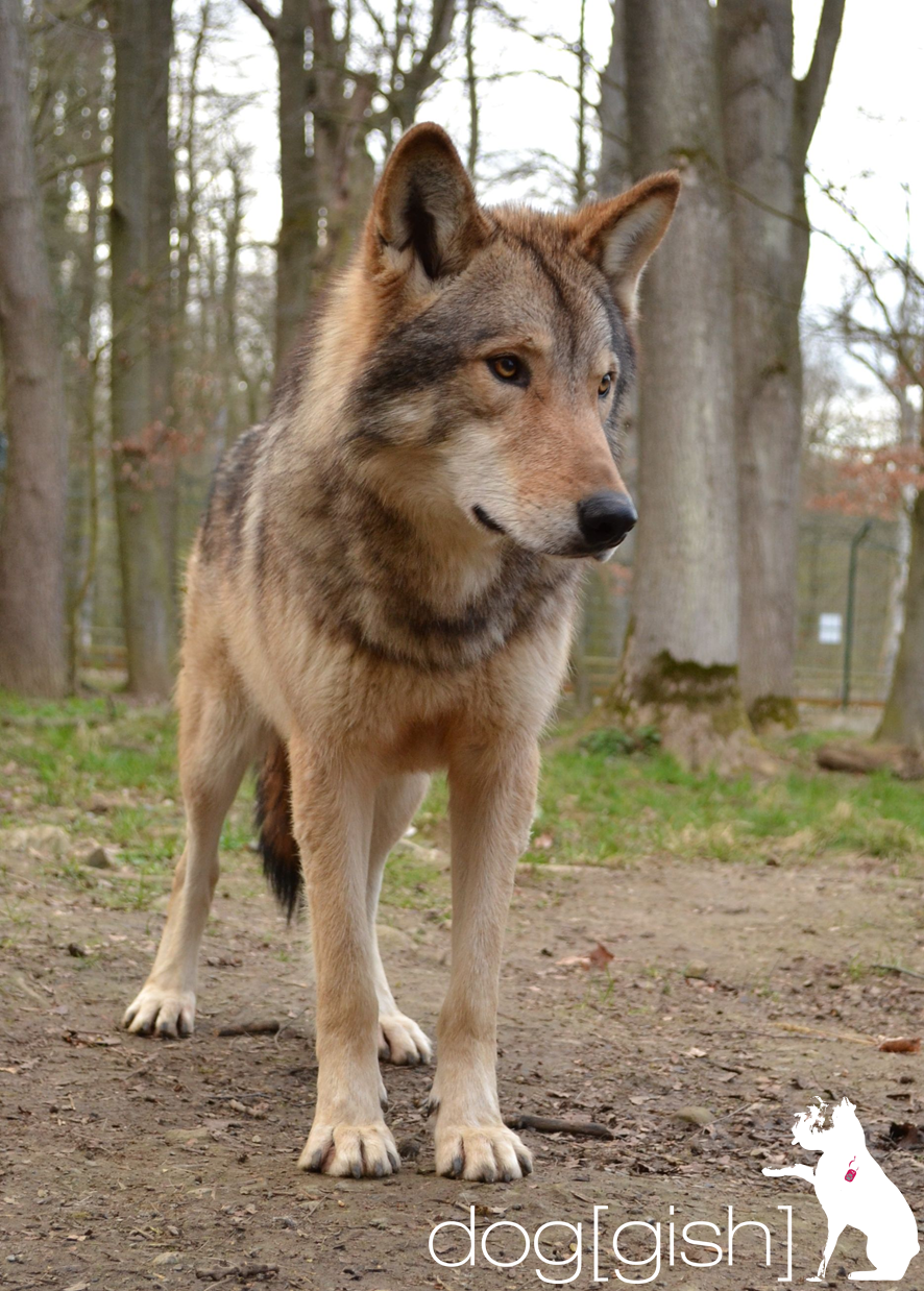 Marxdorfer Wolfshund